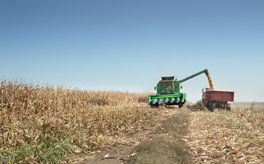 Obraz premium corn harvest
