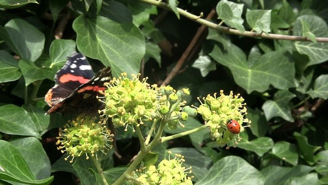 Butterfly and ladybird feeding on ivy flowers.