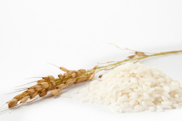 chicchi di riso e spiga integrale