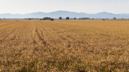 riso in Maremma - Toscana