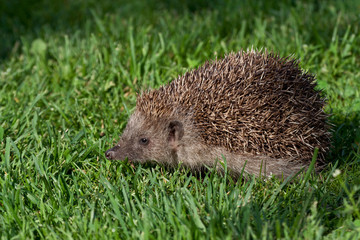 Young hedgehog