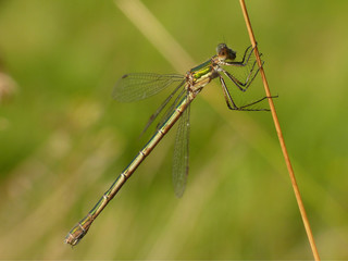 Gemeine Weidenjungfer Chalcolestes viridis