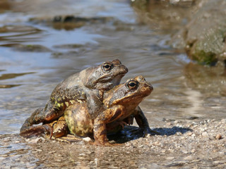 Grasfrösche Rana temporaria