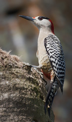 West Indian Woodpecker (Melanerpes superciliaris)