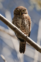 Cuban Pygmy-owl.  Glaucidium siju