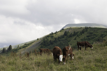 Naklejka premium Cow grazing and the mountain in background
