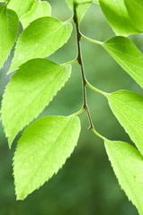 Fototapeta premium Grüne Blätter