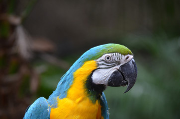 close up of a macaw