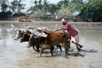 GOSABA,INDIA-JAN 19,2009 :Farmers plowing agricultural field