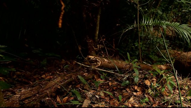 Floresta da Tijuca, Rio de Janeiro