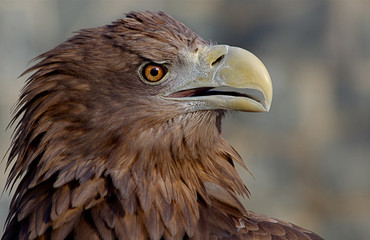 Seeadler