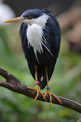 pied heron