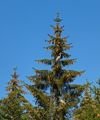 COUPLE DE HERONS CENDRES