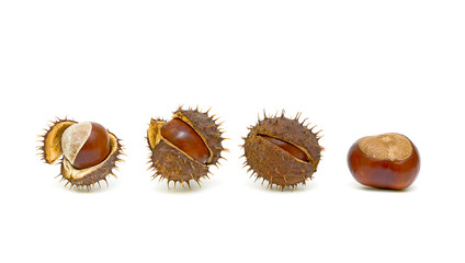 Chestnuts with seed pods over white