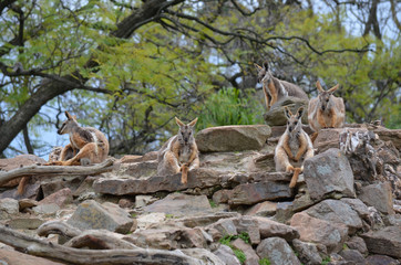 yellow footed rock wallabies