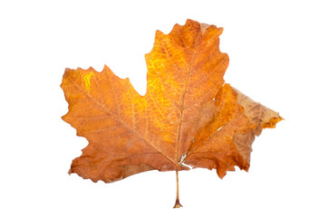 Maple-leaf