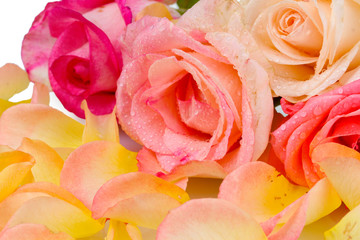 Fototapeta na wymiar Beautiful bouquet of roses and petals closeup