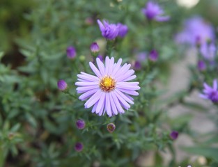 Aster