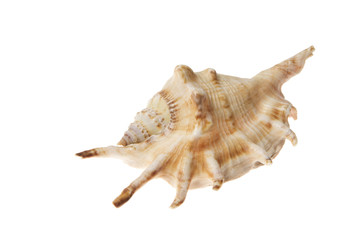 Meerschnecke