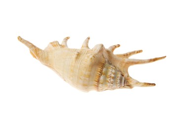 Muschel auf  Hintergrund weiß