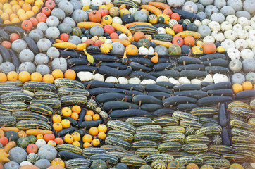 autumn pumpkins squash and gourds