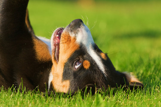 Sennenhund-Welpe auf der Wiese