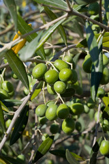 olive tree in the Tuscan countryside