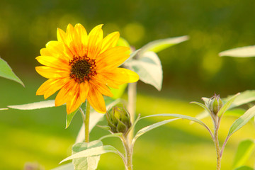 Sonnenblumen