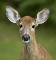 Older fawn