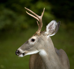 Evening buck