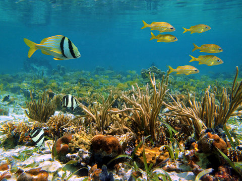 Fototapeta Underwater marine life in a shallow coral reef of the Caribbean sea