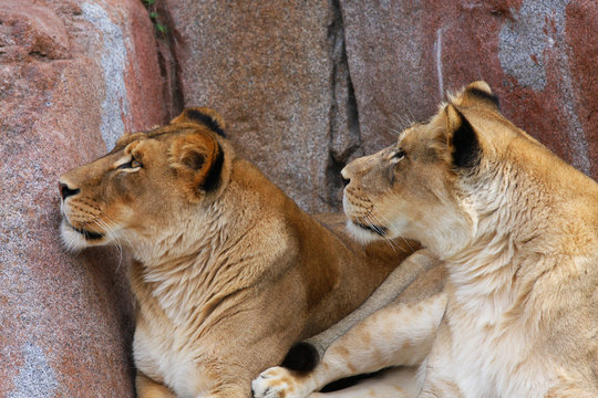 Two Lionesses looking up