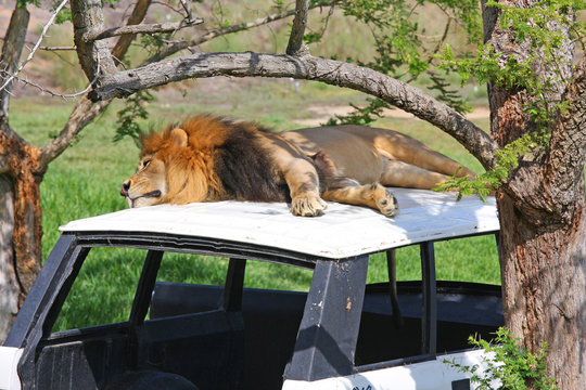 Lion on an abandoned vehicle