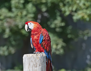 Macaw red parrot portrait