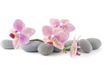 Obraz na płótnie Canvas Martwa natura z różowa orchidea z szarymi kamieniami