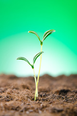 Green seedlings in new life concept