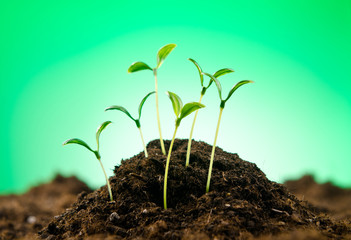 Green seedlings in new life concept