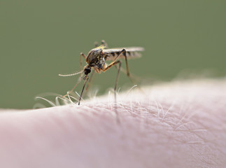 Mosquito (Culex pipiens) sucking blood on human skin