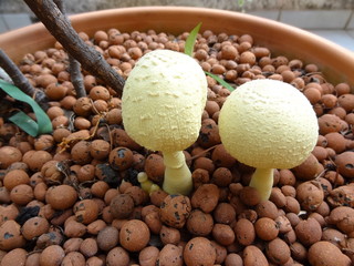 champignon parasite_3