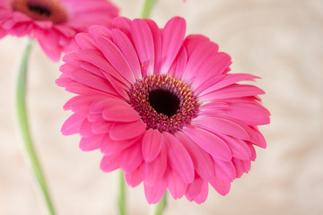 Beautiful pink flowers isolated against white background