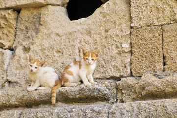 Two kittens on a wall