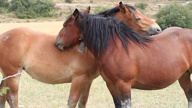 caballos buruga7