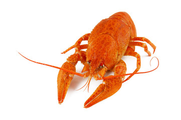 Boiled crayfish on white background