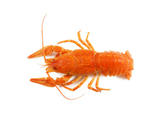 Boiled crayfish on white background