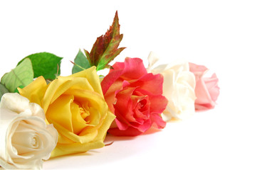 rose on the white