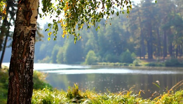 The birch near the lake