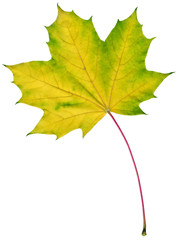 isolated maple leaf