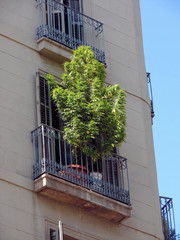 marihuana bush on a balcony in barcelona, spain, catalonia