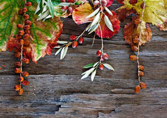 Colorful autumn leaves and pods arranged on stripped bark.
