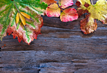 Colorful autumn leaves arranged on stripped bark.
